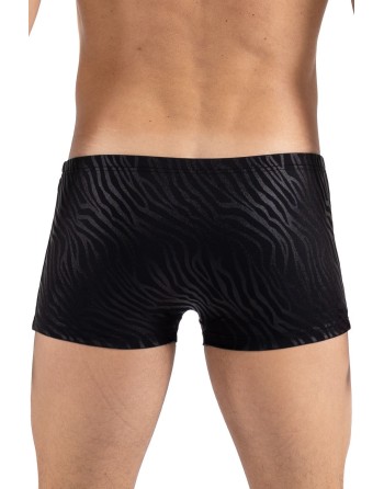 Boxer noir  gold Zebra 